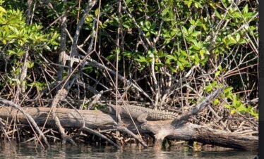 Estuary Wildlife Tour