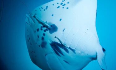 Snorkeling & Diving